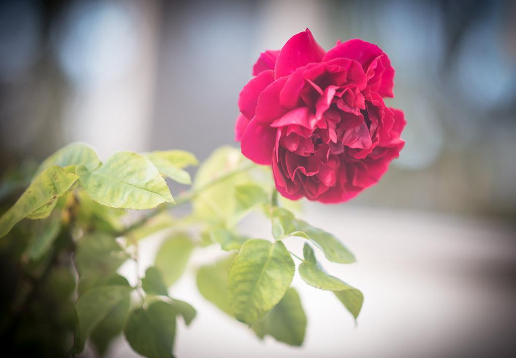 הוילה אפולו ביי Bed Of Roses מראה חיצוני תמונה