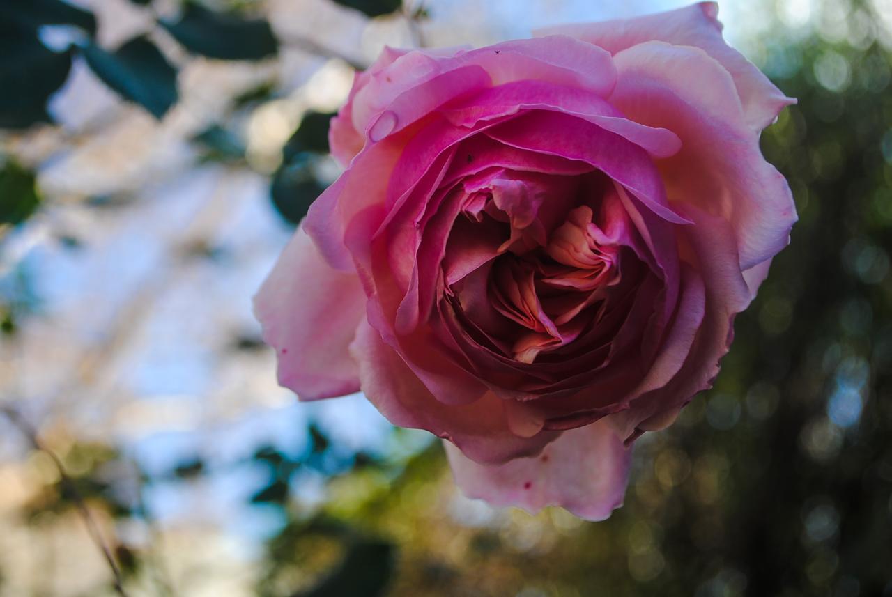 הוילה אפולו ביי Bed Of Roses מראה חיצוני תמונה